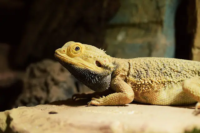 Bearded Dragon Poop: The Truth About What It’s Supposed to Smell Like