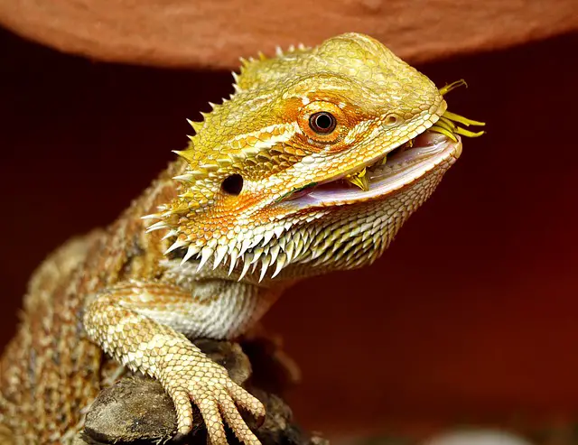 Baby Wipes for Bearded Dragons: The Safe and Effective Way to Clean Your Dragon