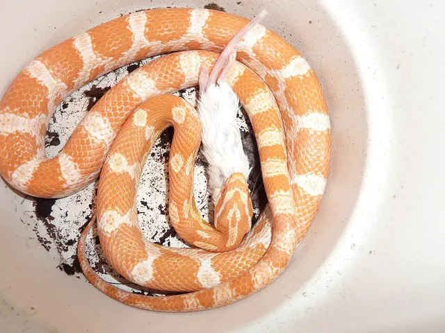Corn Snake Breeding: Can You Do It Without Brumation?