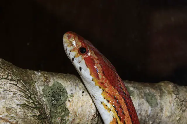 Is Repti Bark Good for Corn Snakes? The Pros and Cons of Using Repti Bark As a Substrate