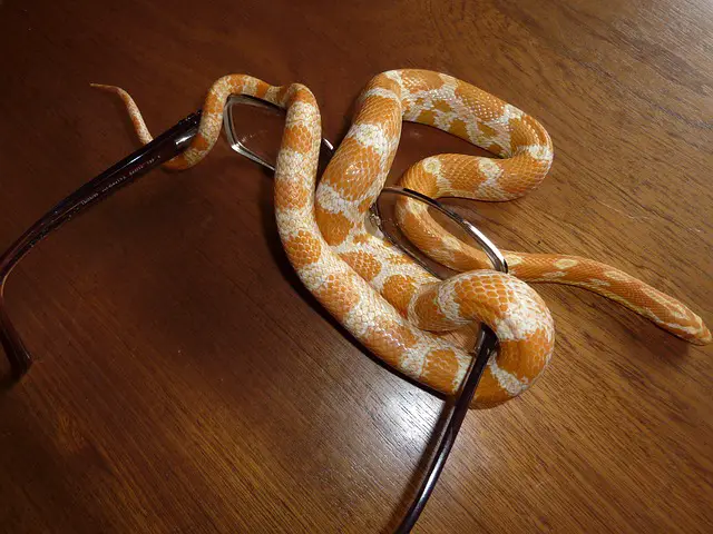 Corn Snakes and Dogs: How to Keep Them as Pets
