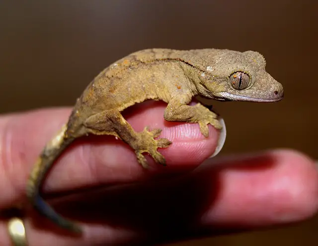 Can Gargoyle Geckos Eat Watermelon? Surprising Facts About the Diet of This Fascinating Lizard