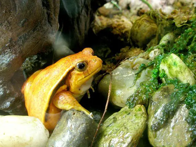 Can Tomato Frogs Eat Mealworms?