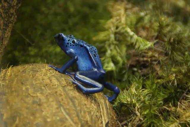 The Surprising Reason Dart Frogs Tap Their Toes