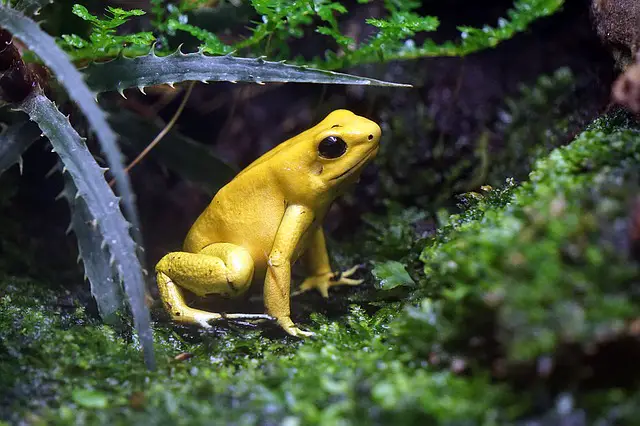Will Dart Frogs Eat Springtails? The Answer May Surprise You!