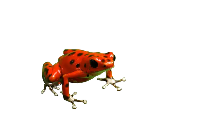 Do Dart Frogs Eat Fish? The Answer May Surprise You!