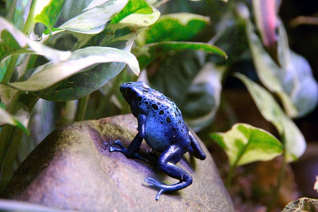 Will Dart Frogs Eat Earthworms? Are they safe?