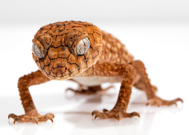 Crested Geckos and Gargoyle Geckos: Can They Breed?