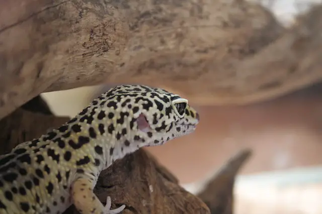 Leopard Gecko Licking His Butt: Why Is He Doing It?