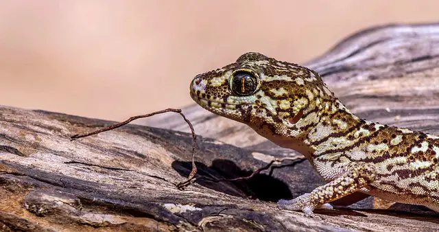 Can Gargoyle Geckos Eat Superworms? The Surprising Answer
