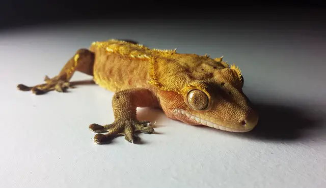 My Crested Gecko Peed on Me: Why Does It Happen and What Can I Do?