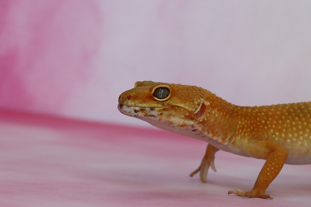 Fun Facts About Leopard Geckos: Can They Use Hamster Balls?