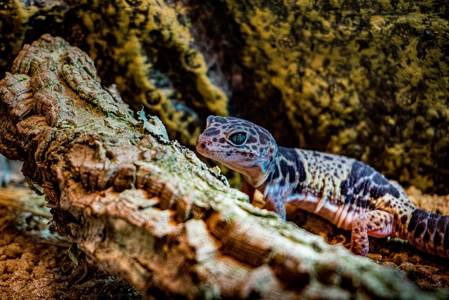 Leopard Gecko Care: Do Leopard Geckos Always Need a Moist Hide?