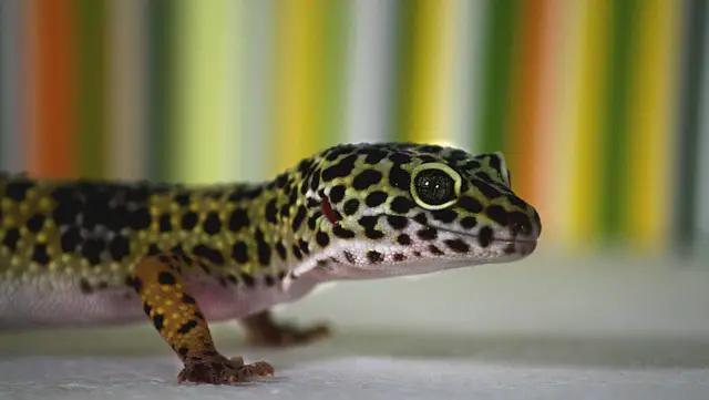 Are Candles Bad for Leopard Geckos?