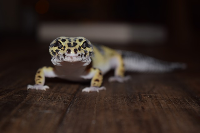 What to do if You Drop your Leopard Gecko