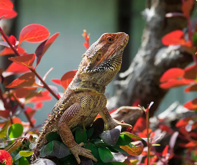 Bearded Dragons and Spinach: What You Need to Know
