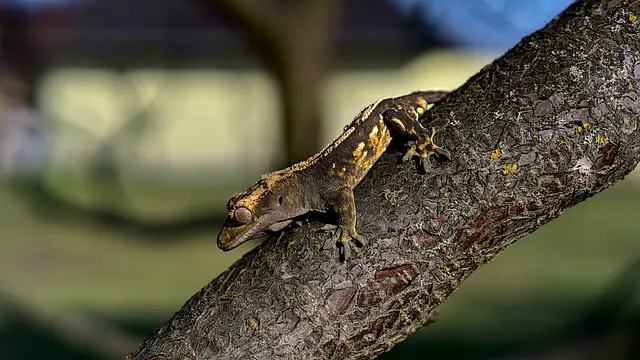What Does It Mean When a Crested Gecko Opens Its Mouth?