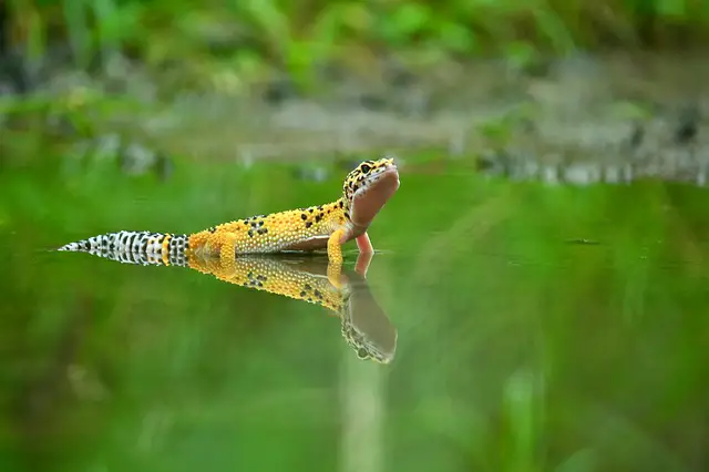 Can Gargoyle Geckos Swim? The Surprising Answer