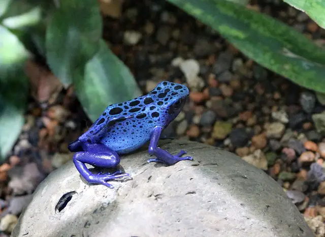 What Happens When You Touch a Poison Dart Frog? This Is Scary