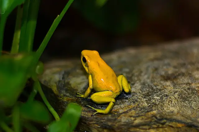 Can Dart Frogs Eat Wax Worms? A Helpful Guide