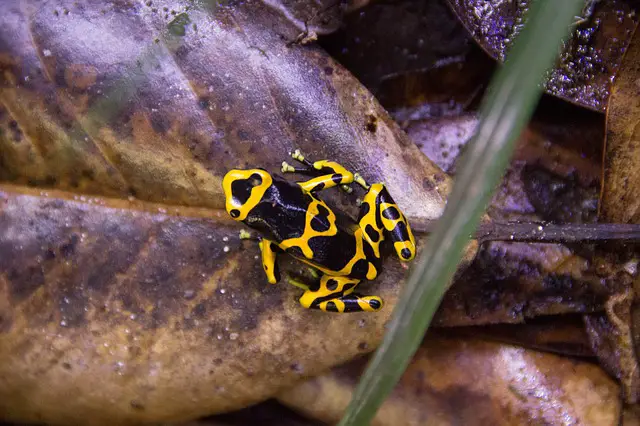 Which Dart Frogs Are Arboreal?
