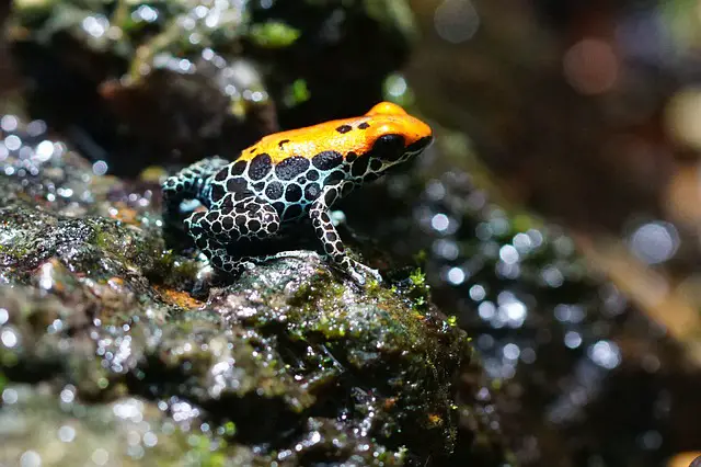 Can dart frogs eat isopods? Pros and Cons