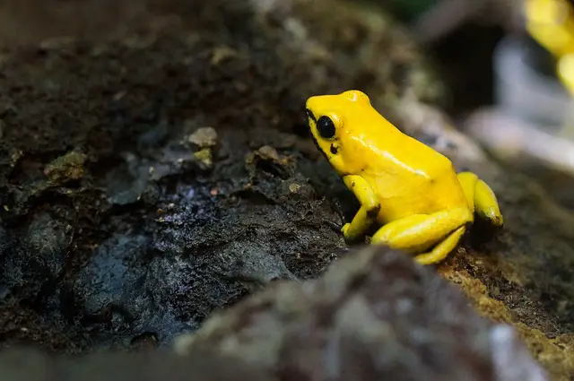 Which Dart Frogs Can Live Together: A Comprehensive Guide