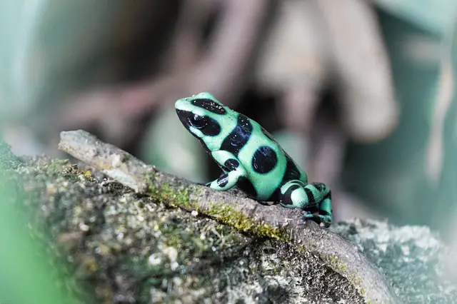 Will Dart Frogs Eat Maggots? The Surprising Answer!