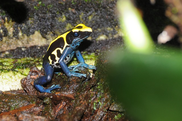 Can Dart Frogs Eat Termites? The Fascinating Answer