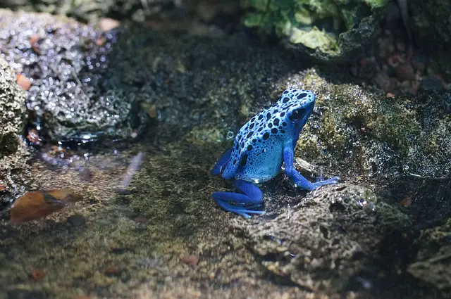 Will Dart Frogs Eat Aphids? Is It Safe?