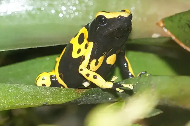 How Often Should I Feed Dart Frogs? An experts guide
