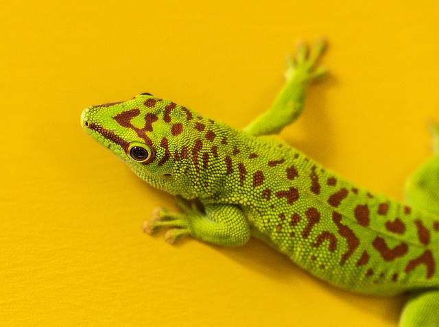 Can Gargoyle Geckos Eat Mango?