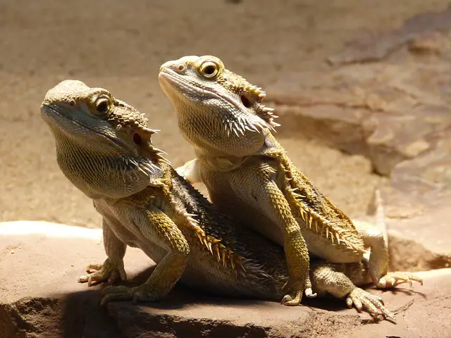 How far should a basking light be from a bearded dragon