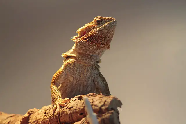 Do Bearded Dragons Need Water?: The Truth About bearded dragon hydration