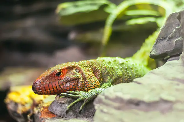 Can Leopard Geckos Eat Hornworms? The Good, the Bad, and the Ugly