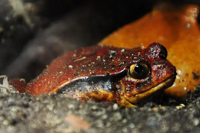 Tomato Frogs: Do They Have Teeth?