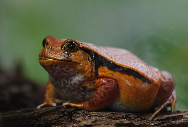 Can Tomato Frogs Eat Nightcrawlers?