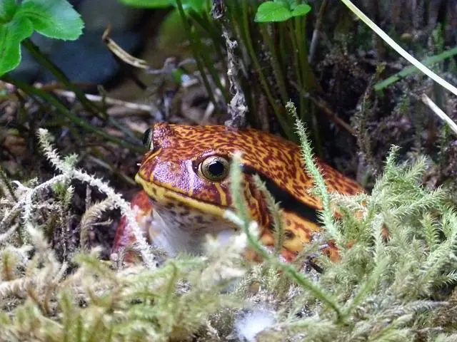 How long can a tomato frog go without eating?