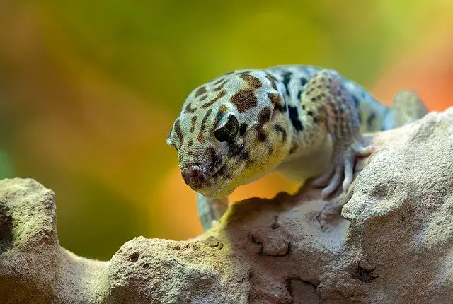 Do Gargoyle Geckos Need A Basking Light?