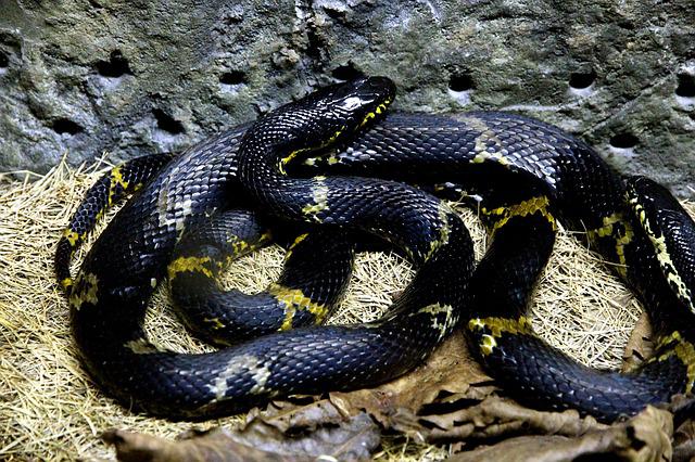 Rat Snakes: The Truth About How Dangerous They Are
