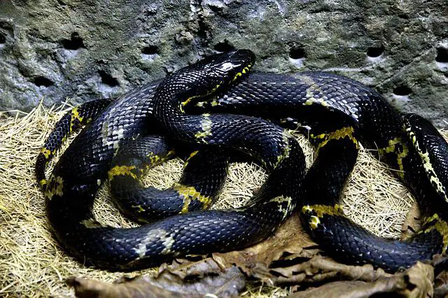 Are Rat Snakes Good for Beginners? A Comprehensive Guide