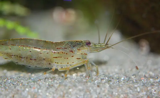 The Pros and Cons of Feeding Your Axolotl Shrimp Pellets