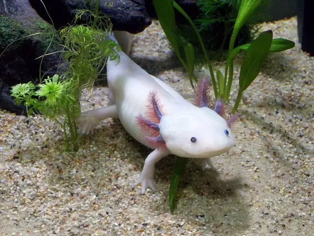 Aquarium Salt & Axolotls: What You Need to Know