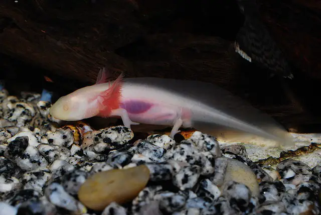 Play Sand vs. Other sands: What’s the Best for Axolotls?