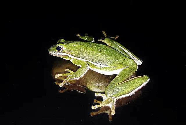 The surprising reason why female white tree frogs are so loud