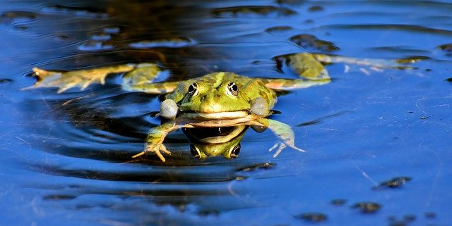 Can Frogs And Toads Coexist Peacefully? A Look At The Pros and Cons