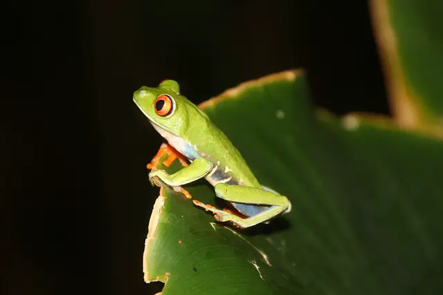 16 Red-eyed Tree Frog Fun Facts: Cool Information About These Amphibians