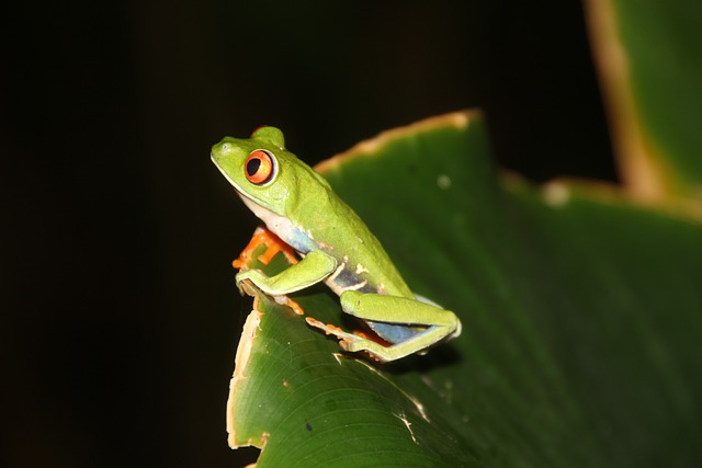 Why Won’t My Red-eyed Tree Frog Eat? Why and the fix