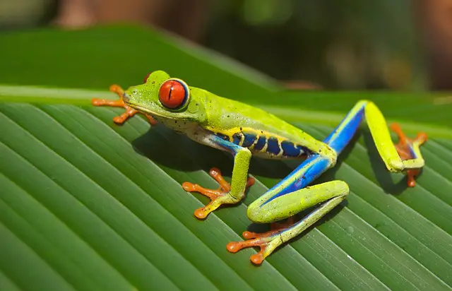 What Can Live With Red-Eyed Tree Frogs. A Complete Guide