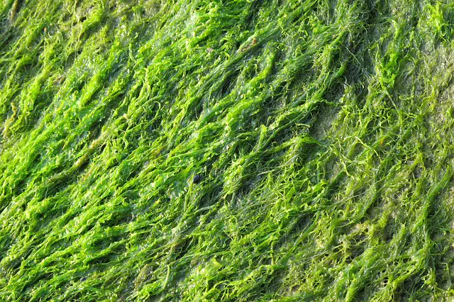 Algae in My Axolotl Tank: What Should I Do?